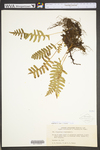 Polypodium virginianum