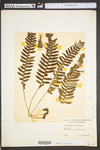 Polypodium virginianum