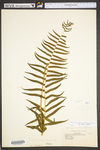 Diplazium pycnocarpon