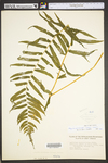Diplazium pycnocarpon