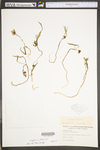 Claytonia virginica var. virginica