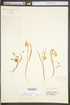 Claytonia virginica var. virginica