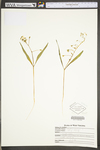 Claytonia virginica var. virginica