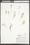 Claytonia virginica var. virginica