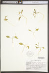 Claytonia caroliniana