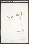 Claytonia caroliniana