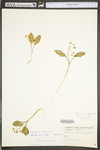 Claytonia caroliniana