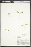 Claytonia caroliniana