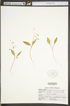 Claytonia caroliniana