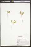 Claytonia caroliniana