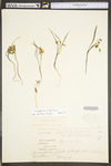 Claytonia virginica var. virginica