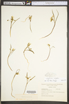 Claytonia virginica var. virginica