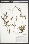 Potamogeton amplifolius