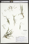 Potamogeton foliosus ssp. foliosus