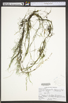 Potamogeton foliosus ssp. foliosus