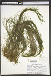 Potamogeton foliosus ssp. foliosus