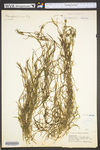 Potamogeton foliosus ssp. foliosus