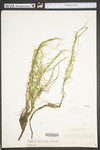 Potamogeton foliosus ssp. foliosus