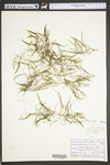 Potamogeton foliosus ssp. foliosus