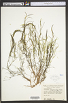 Potamogeton foliosus ssp. foliosus