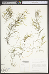 Potamogeton foliosus ssp. foliosus