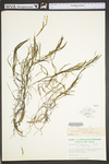 Potamogeton foliosus ssp. foliosus