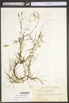 Potamogeton tennesseensis