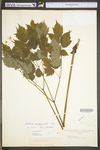 Actaea pachypoda