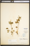 Ranunculus recurvatus var. recurvatus