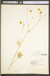 Ranunculus acris var. acris