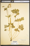 Aquilegia canadensis