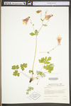 Aquilegia canadensis