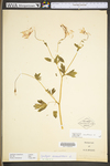 Aquilegia canadensis