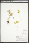 Thalictrum thalictroides