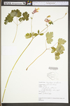 Aquilegia canadensis