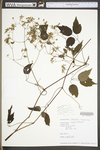 Clematis virginiana