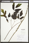 Actaea racemosa var. racemosa