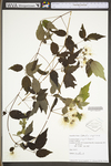 Clematis virginiana