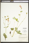 Aquilegia canadensis