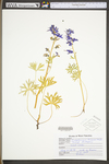 Delphinium tricorne