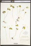 Thalictrum thalictroides