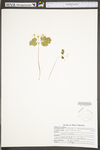 Thalictrum thalictroides