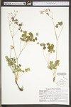 Thalictrum dioicum