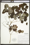 Thalictrum dioicum