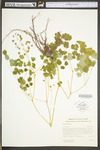 Thalictrum dioicum