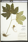 Hydrastis canadensis