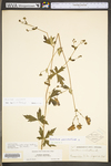 Aconitum uncinatum ssp. muticum