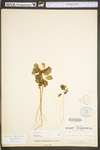 Thalictrum thalictroides