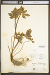 Ranunculus recurvatus var. recurvatus