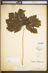 Hydrastis canadensis